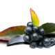 Maqui berry – jagody z serca Amazonii