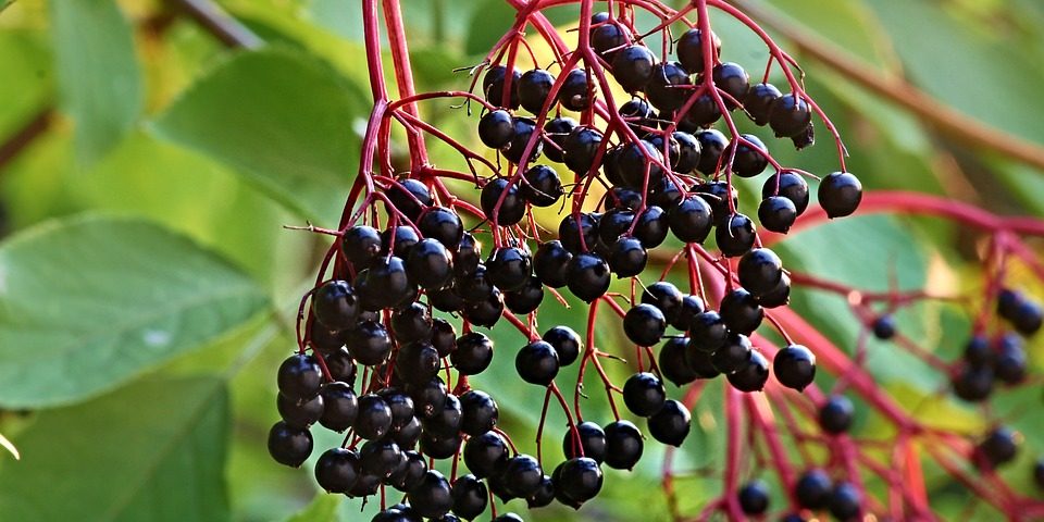 Czarny bez- małe owoce na zdrowie